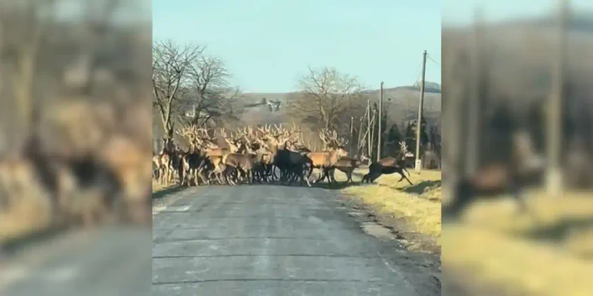 harde sur route de campagne