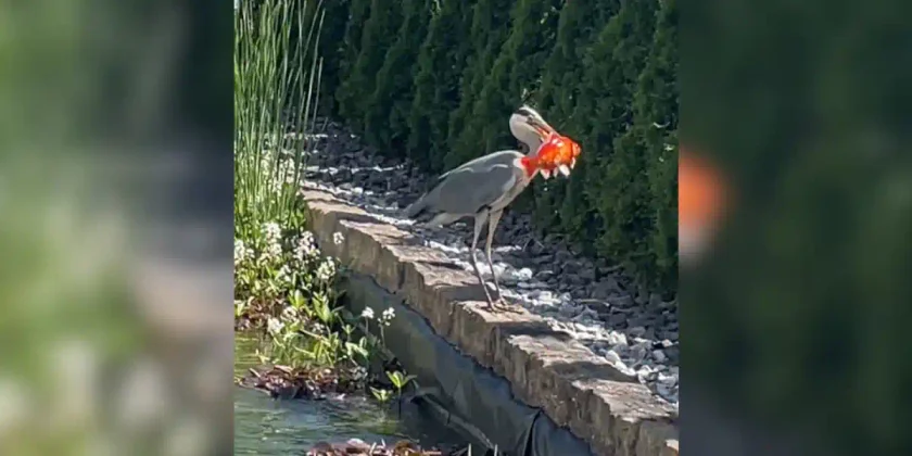 heron vole un poisson