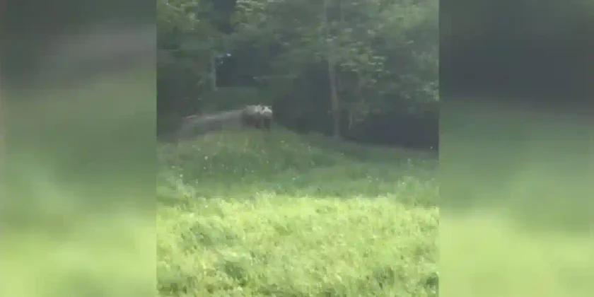 Jeune ours aperçu dans les Pyrénées
