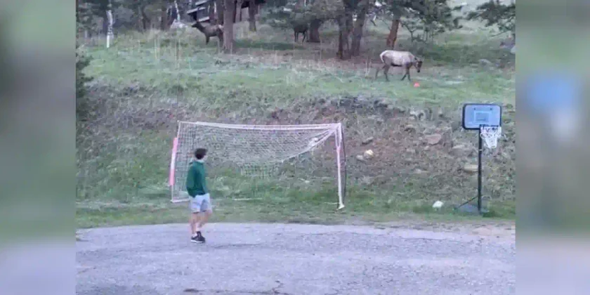 jouer au ballon avec un wapiti