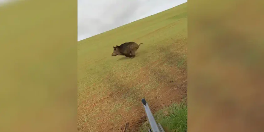keiler au saut de ligne