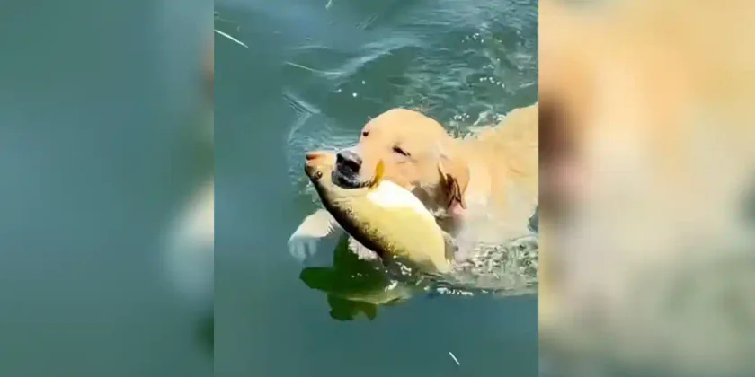 labrador pecheur
