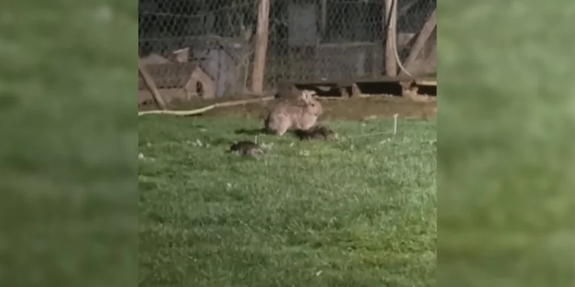 lapin tue des canards