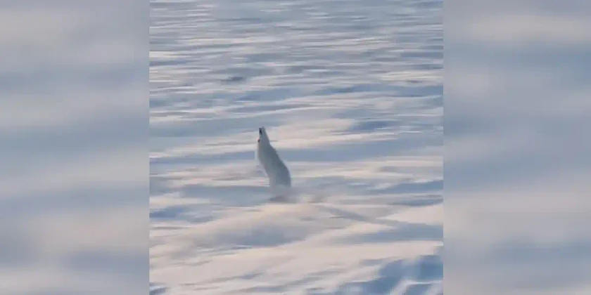 lièvre arctique