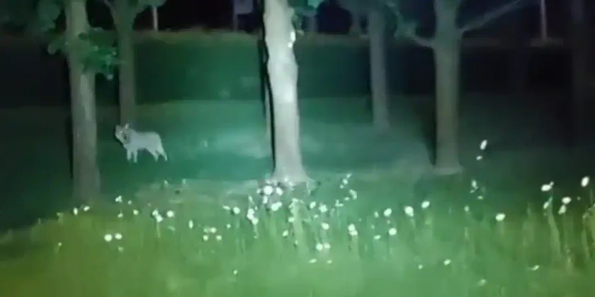 loup dans besançon