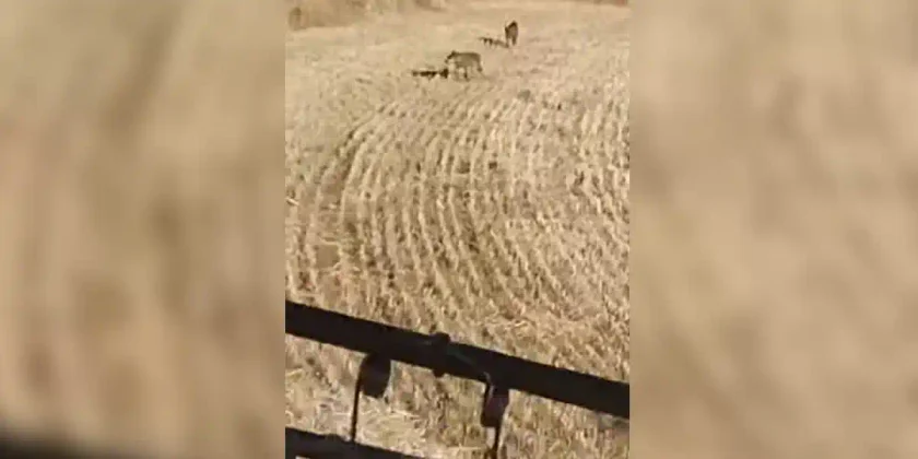 loups filmes par un agriculteur