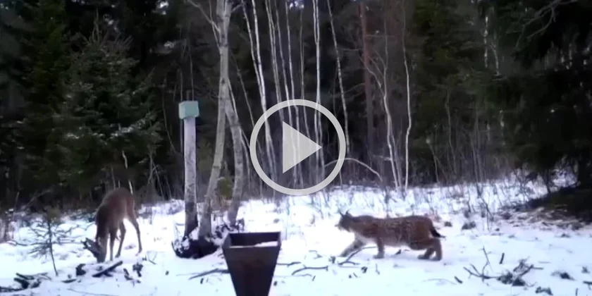 [Vidéo] Un lynx se jette littéralement sur le dos d’un chevreuil