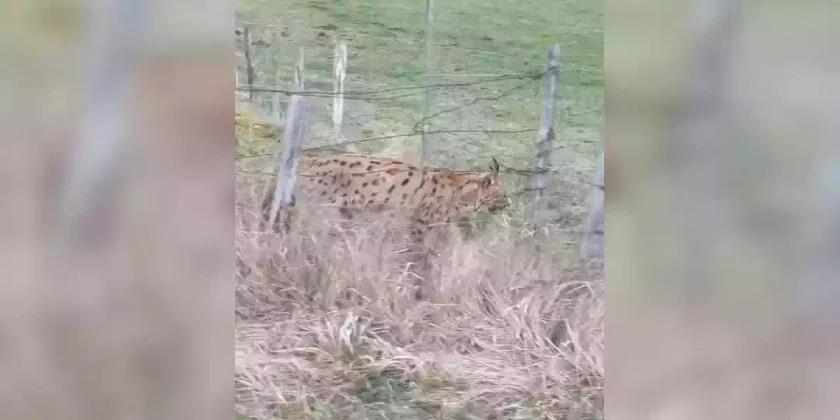 lynx au bord de la route