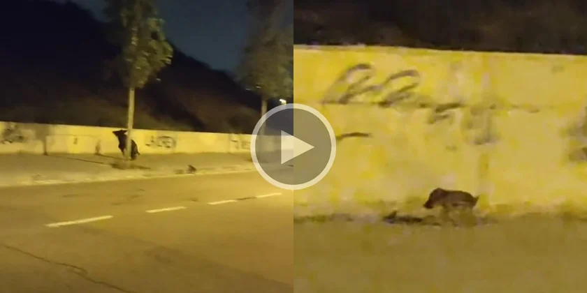 [Vidéo] Une laie oublie son marcassin en fuyant devant des voitures