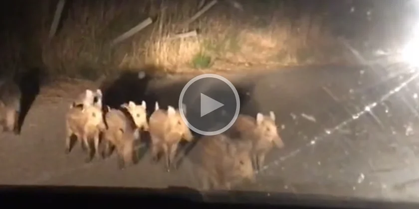 [Vidéo] Un automobiliste a filmé des marcassins perdus au milieu de la route