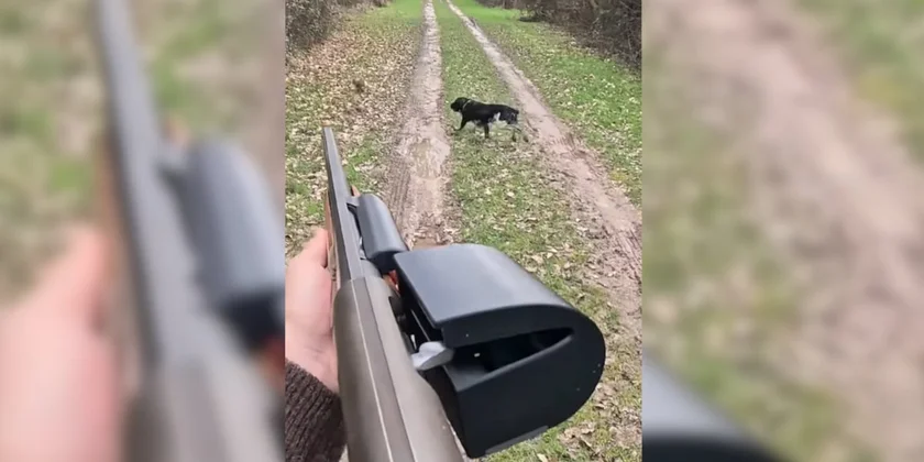 ne pas tirer lapin