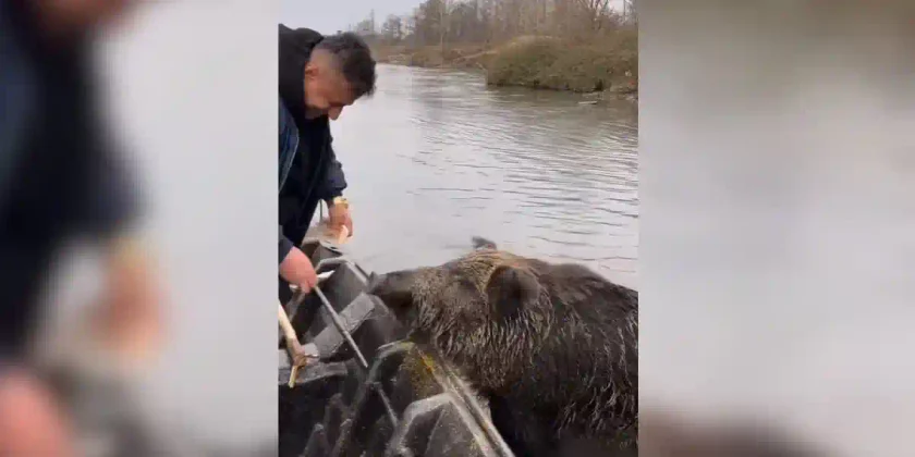 nourrir les sangliers en barque