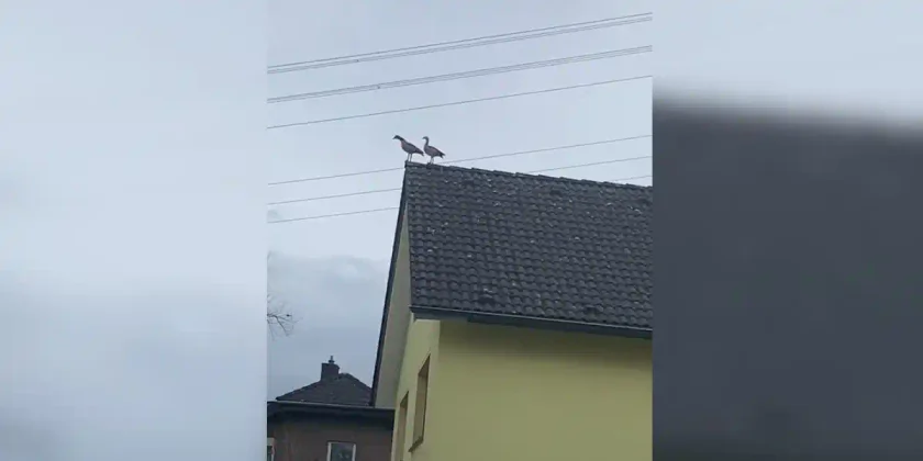 [Vidéo] Quand c’est posé mais pas à la hutte