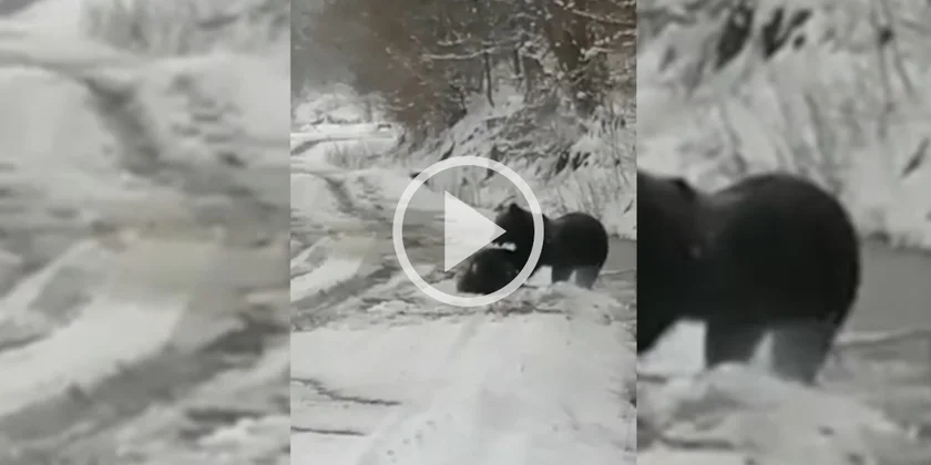 [Vidéo] Un sanglier de belle taille attaqué par un ours