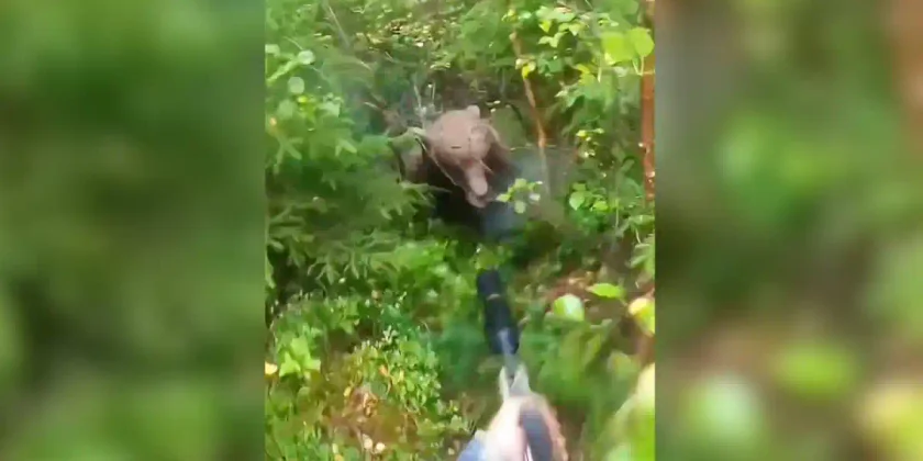 ours-vs-chasseur