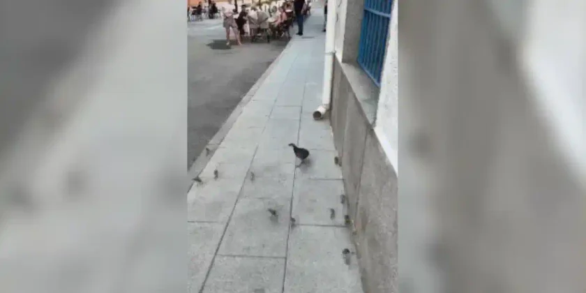 perdrix dans Madrid
