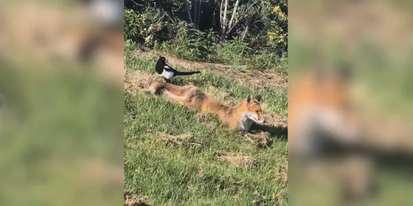 pie vole un renard
