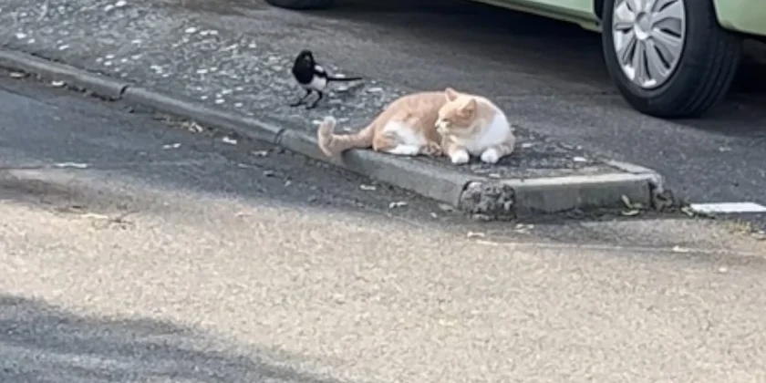 pie vs chat