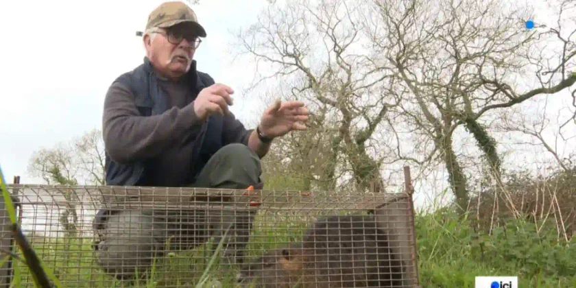 piégeage du ragondin dans le finistère
