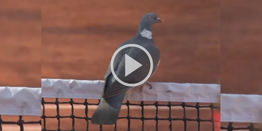 [Vidéo] Un pigeon s’invite en plein match de Roland Garros