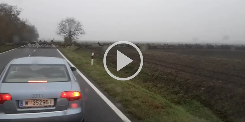 [Vidéo] L’une des plus grosses hardes de cervidés du monde filmée par un automobiliste