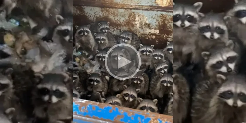 [Vidéo] Une ribambelle de ratons laveurs découverts dans une benne à ordures
