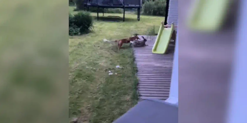renard attaque