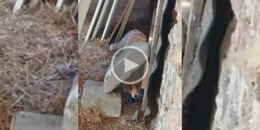 [Vidéo] Un renard coincé dans le poulailler qu’il vient de dévaster