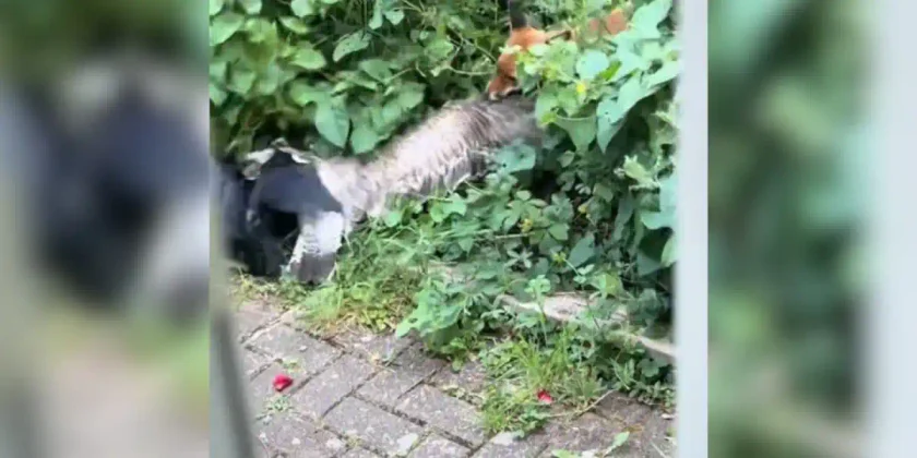 renard corbeau et goéland