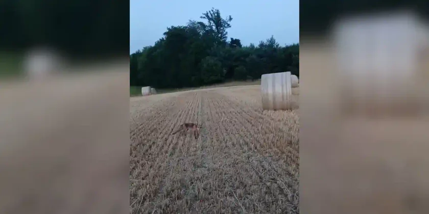 [Vidéo] Un renard approche un chasseur au milieu des bottes de foin