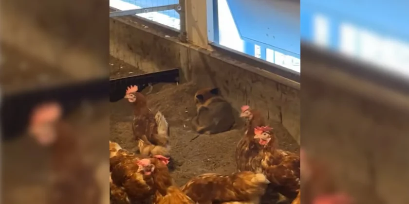 renard dans un poulailler