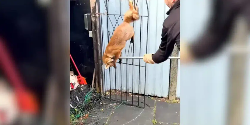 renard dans une grille