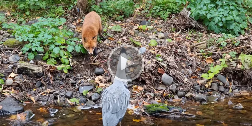 [Vidéo] Face à face tendu entre un renard et un héron