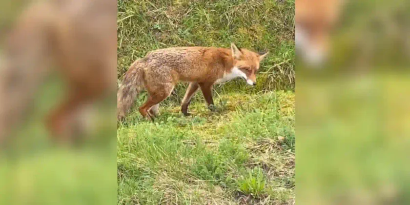 renard immobile au bord d'une route