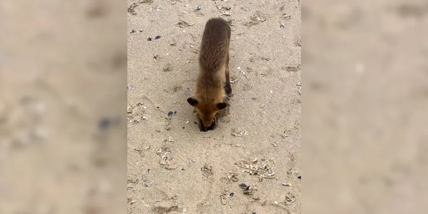 renard sur la plage