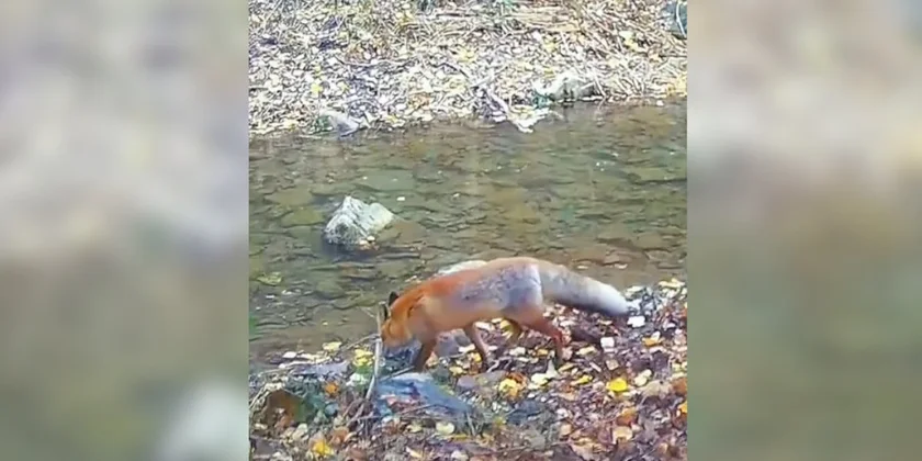renard traverse ruisseau