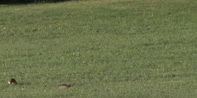 renard vs chat forestier