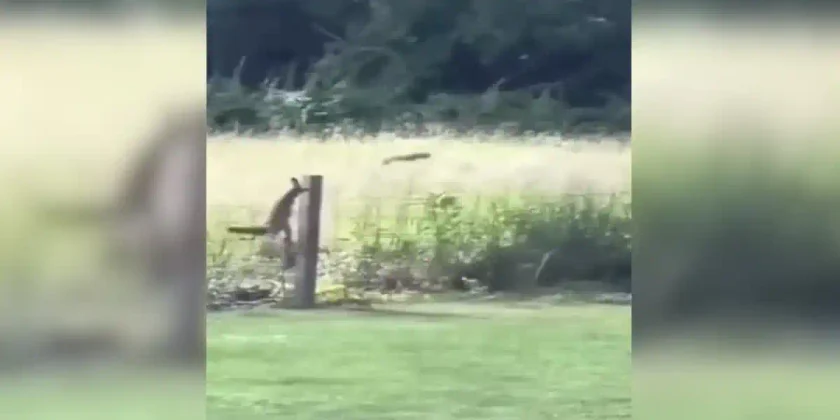 renard vs ecureuil