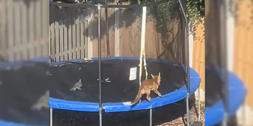 renard vs pigeon dans un trampoline