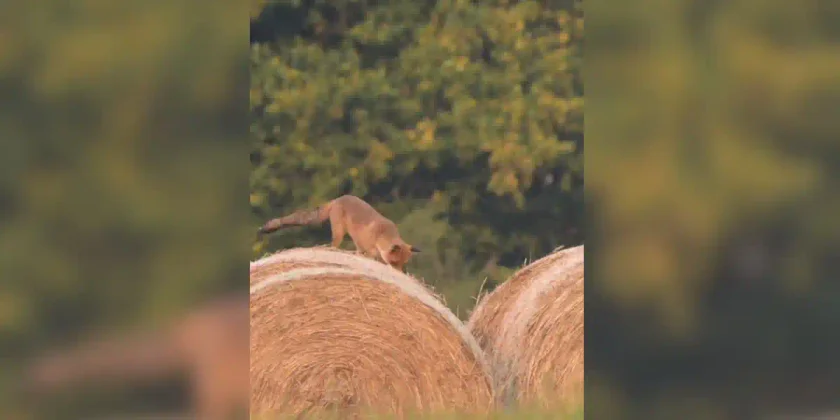 renards sur foin
