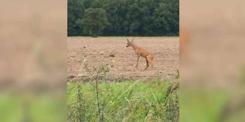 rut chevreuil