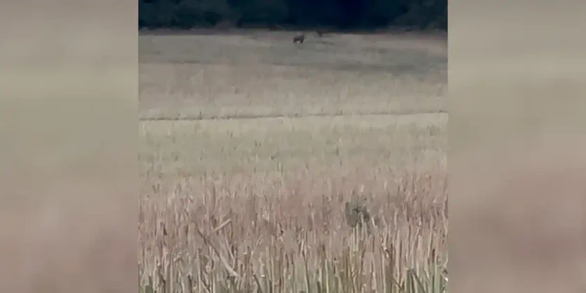 sanglier a 200m