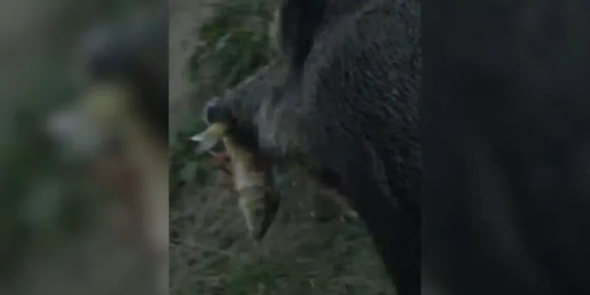 sanglier à la pêche