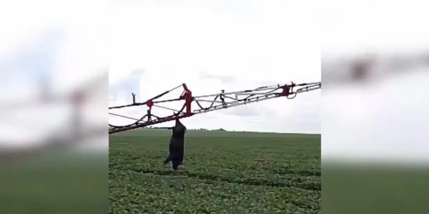 sanglier accroché à un pulvérisateur agricole