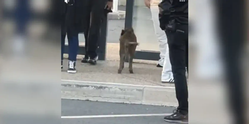 sanglier arret de bus avon