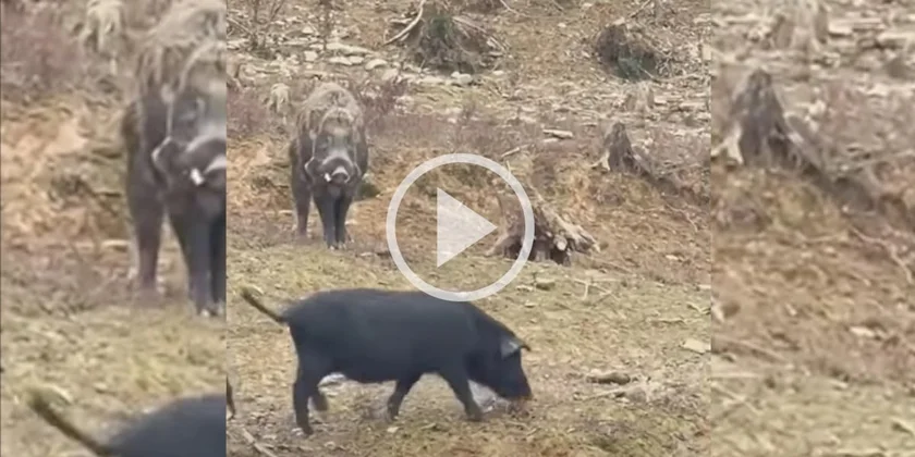 [Vidéo] Un sanglier s’attaque à des cochons dans un élevage