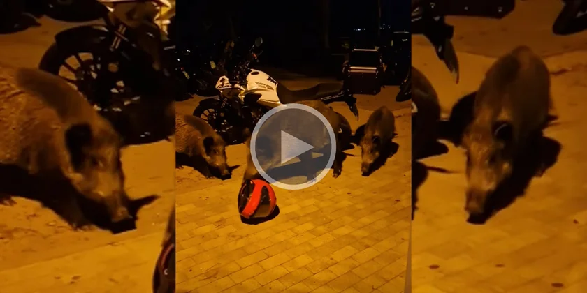 [Vidéo] Un sanglier s’en prend à un motard qui lâche son casque sous la surprise