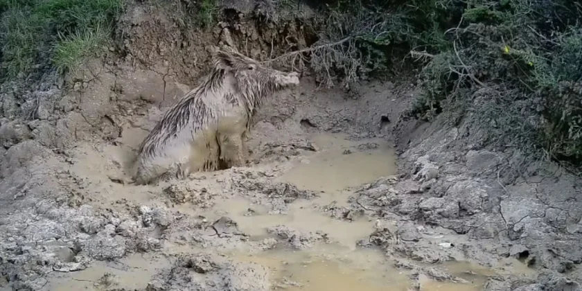 sanglier bain de boue