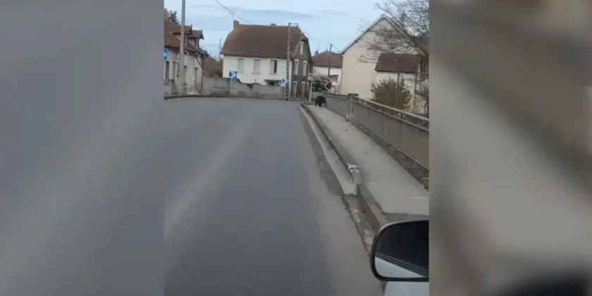 sanglier bessay sur allier
