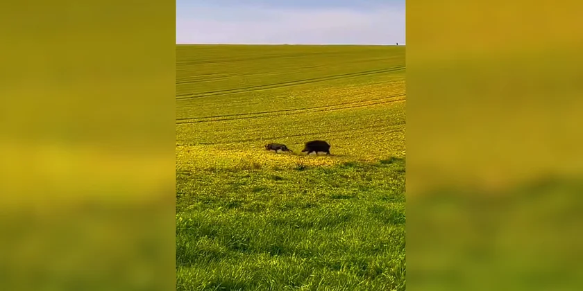 sanglier charge un chien